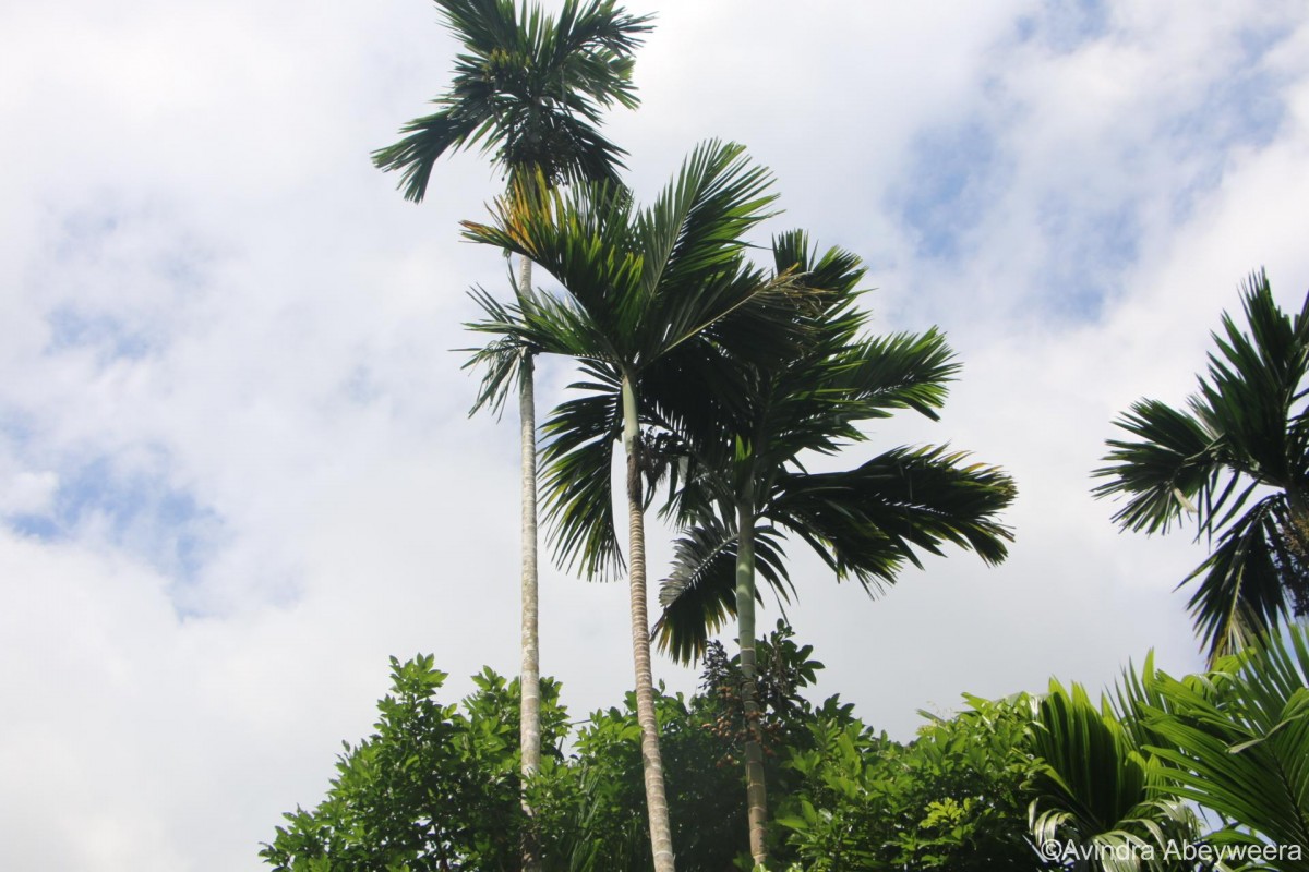 Areca catechu L.